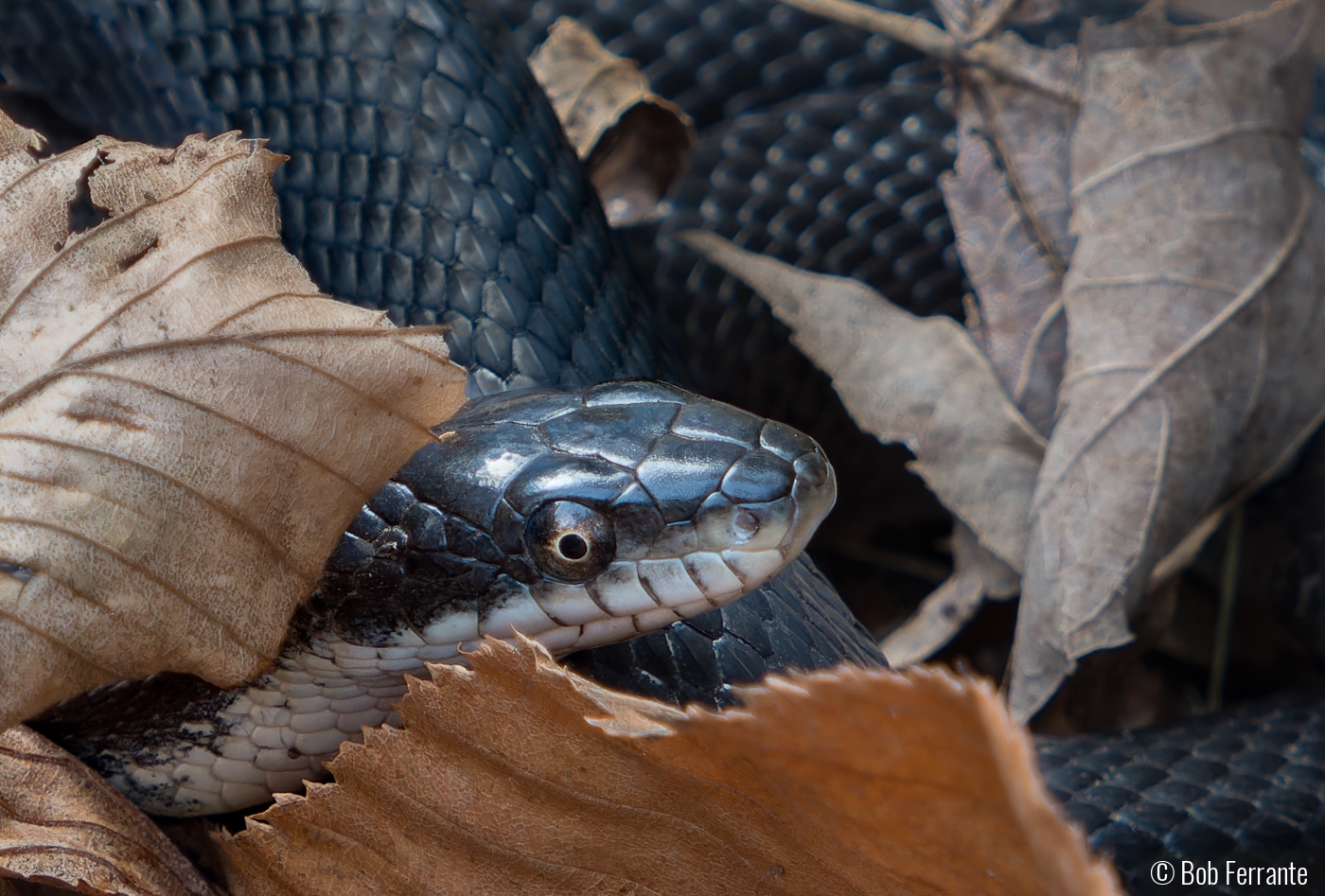 Curled Up In The Leaf Litter by Bob Ferrante