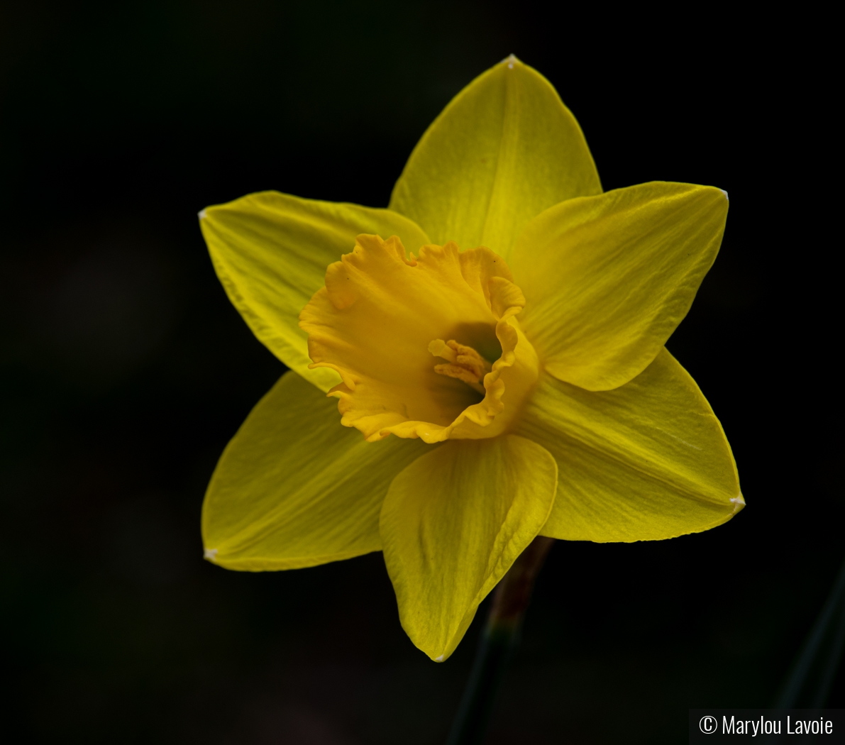 Daffodil by Marylou Lavoie