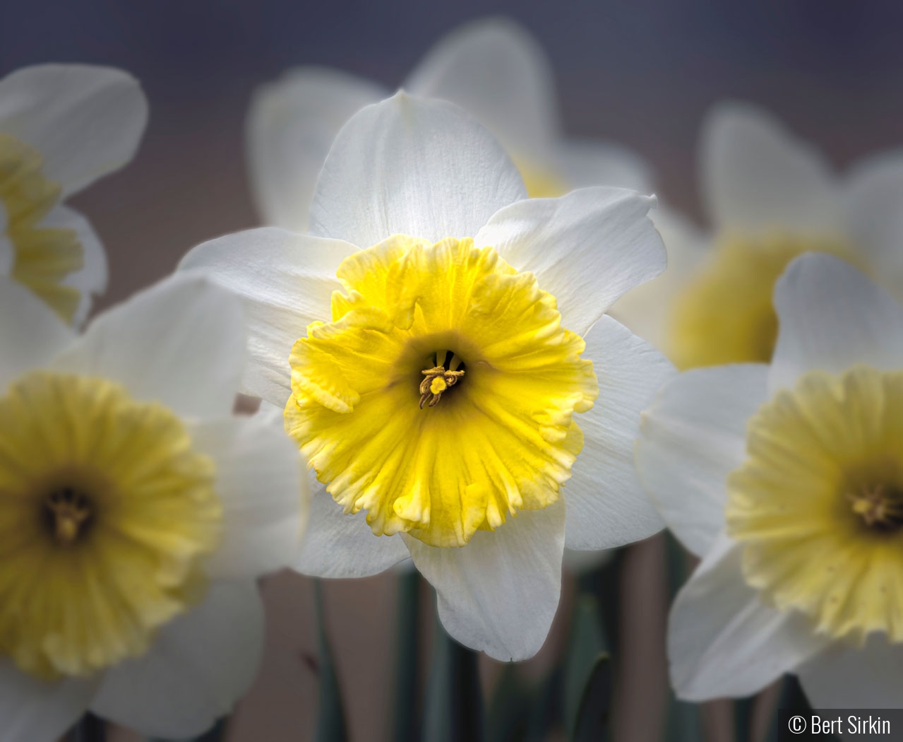 Daffodils by Bert Sirkin