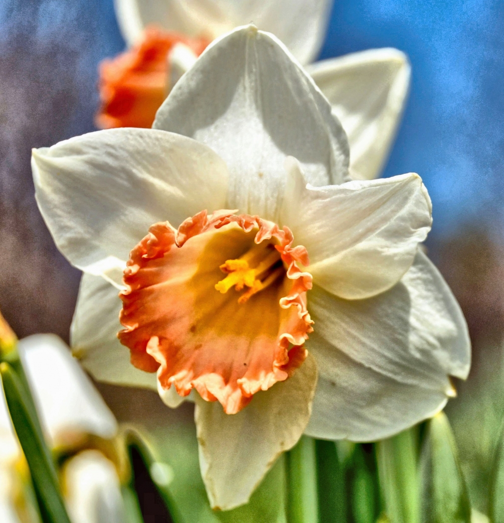 Daffy Dill by Charles Hall