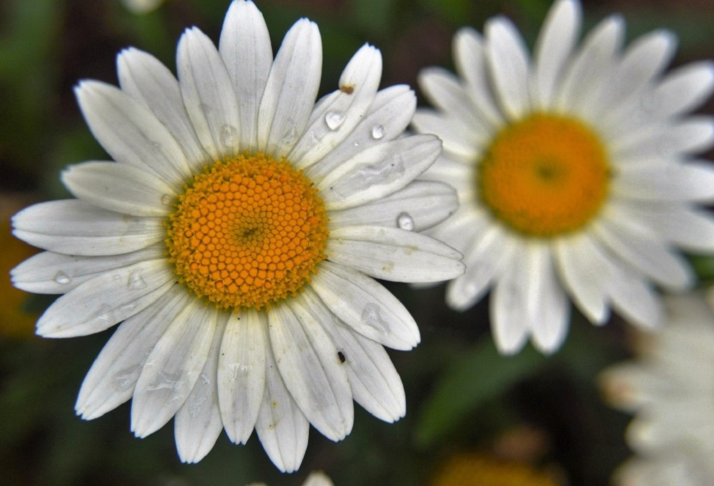 Daisy Dew by Charles Hall