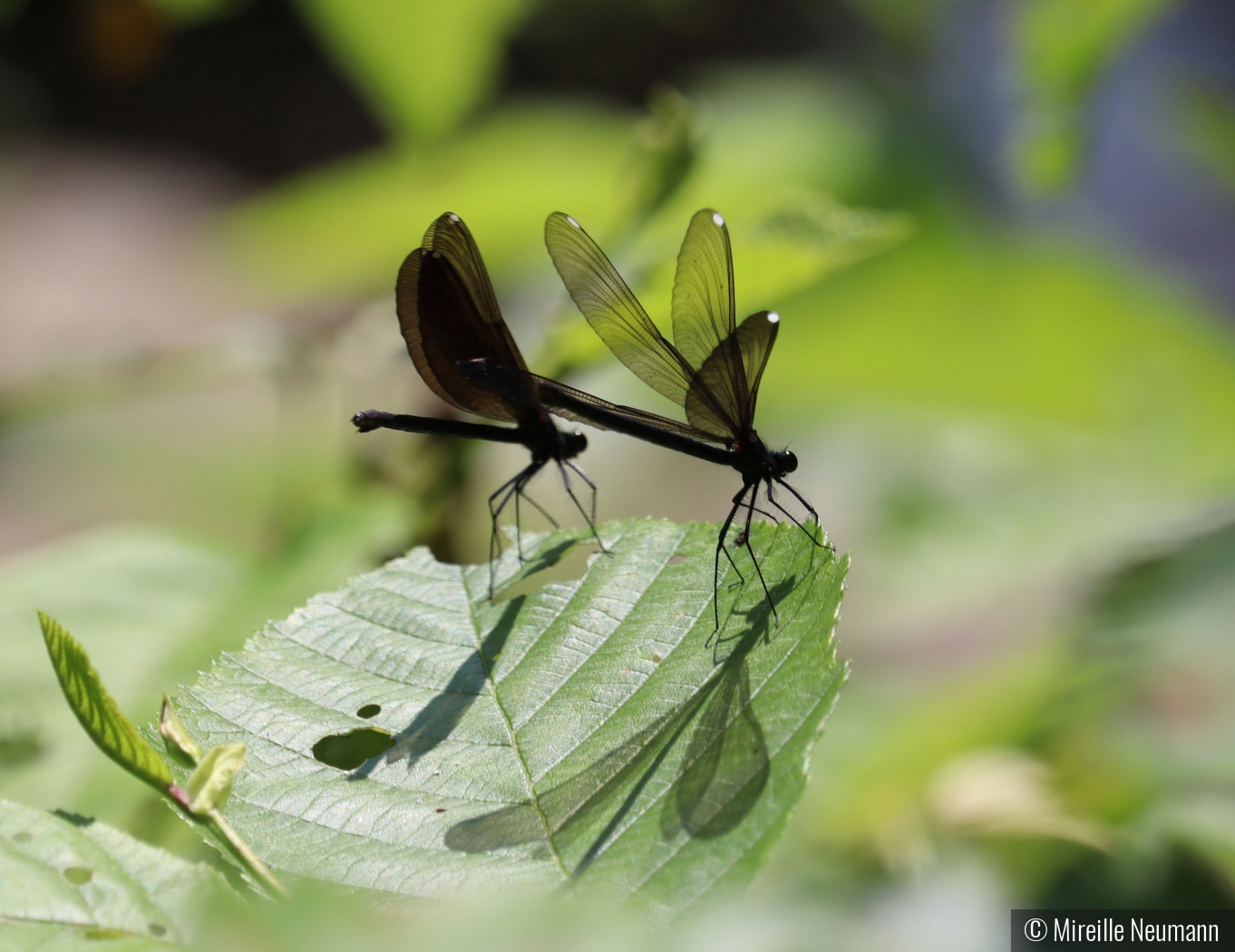 damsel flies on leaf by Mireille Neumann