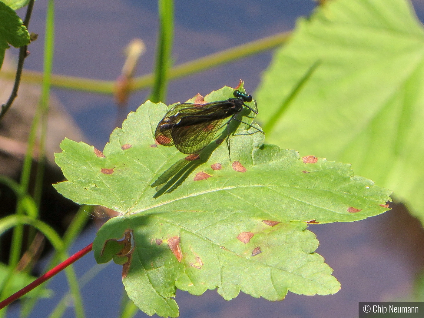 Damsel Fly in McLean Game Refuge by Chip Neumann