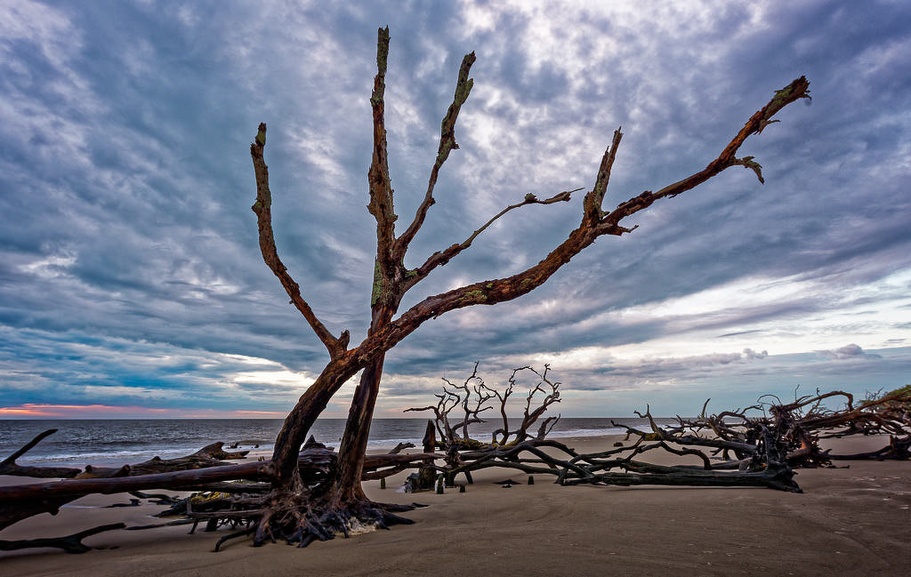 Dead Tree Beach Morning - Photo by John McGarry