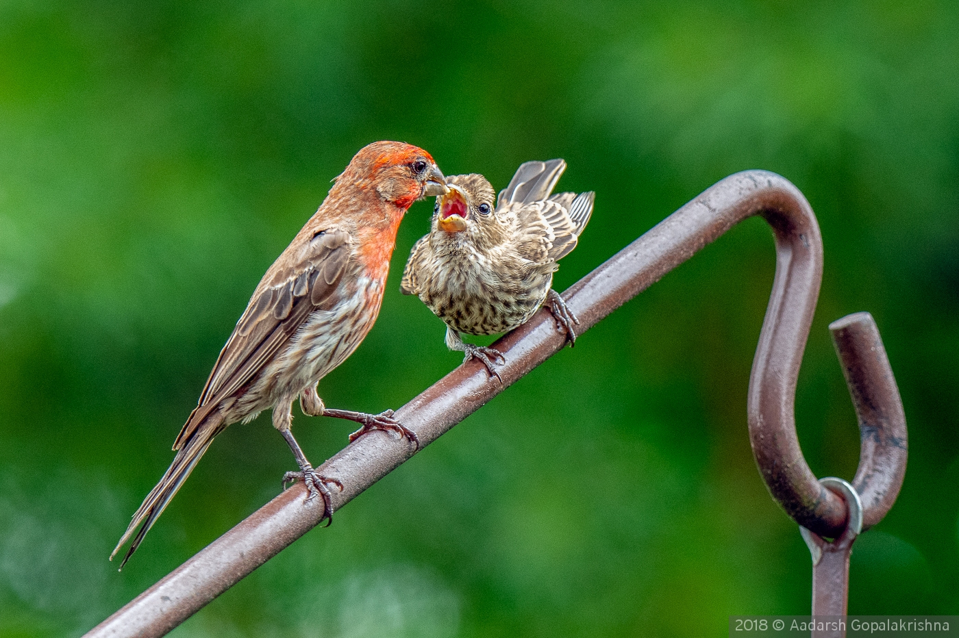 Dedicated Dad !!! - Finch with a Fledgling by Aadarsh Gopalakrishna