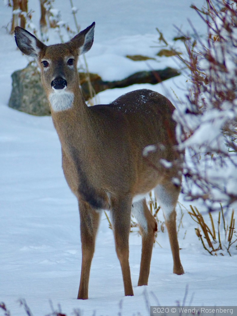 Deer Me by Wendy Rosenberg