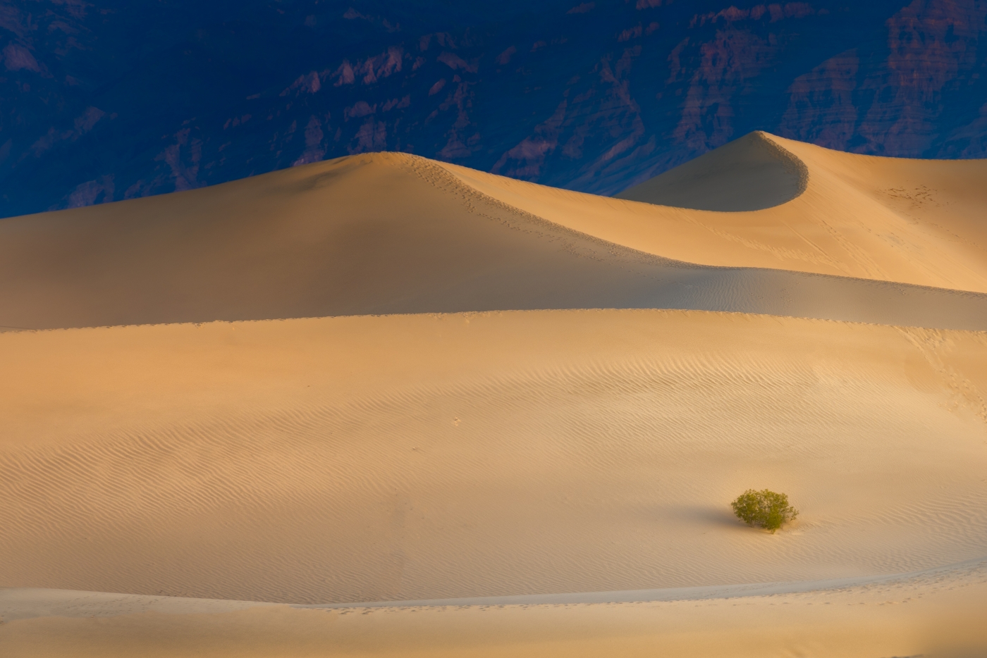 Desert Sage by Danielle D'Ermo