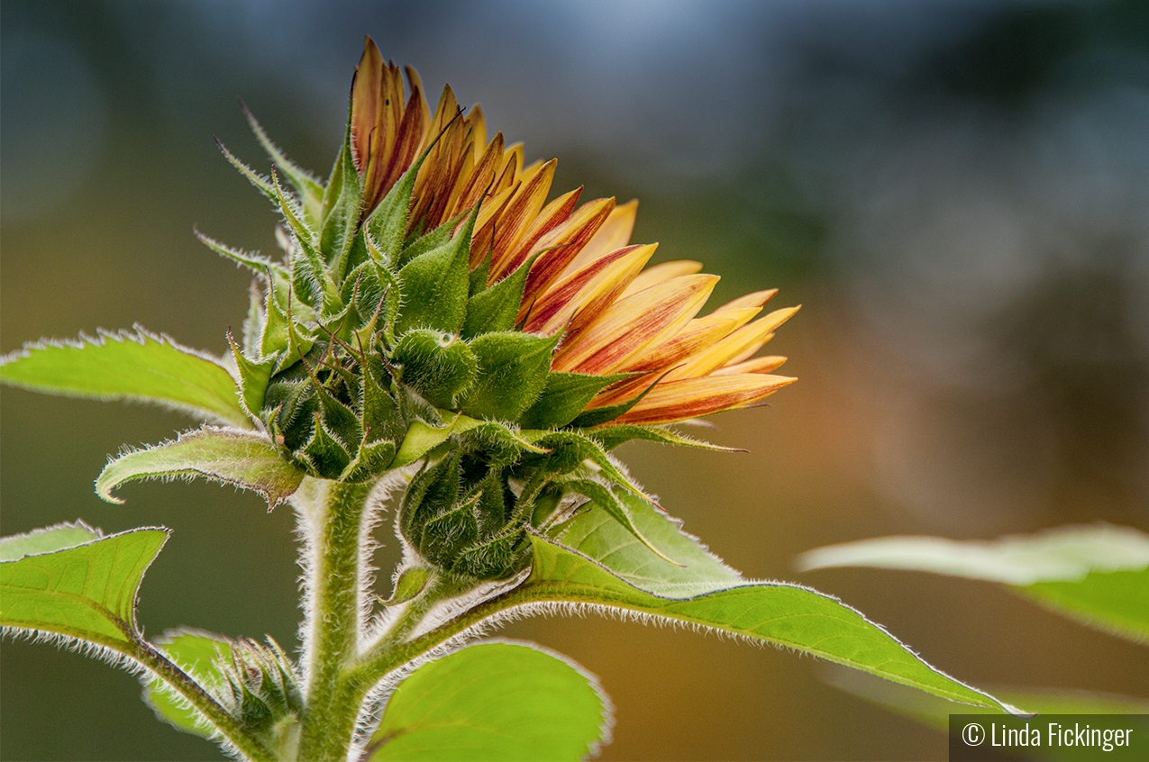 Details of the Sunflower by Linda Fickinger