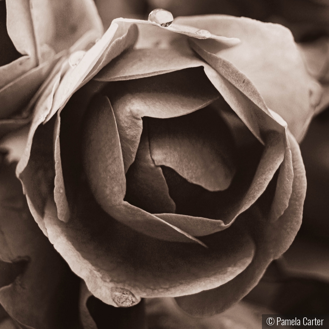 Dew on a Rose by Pamela Carter
