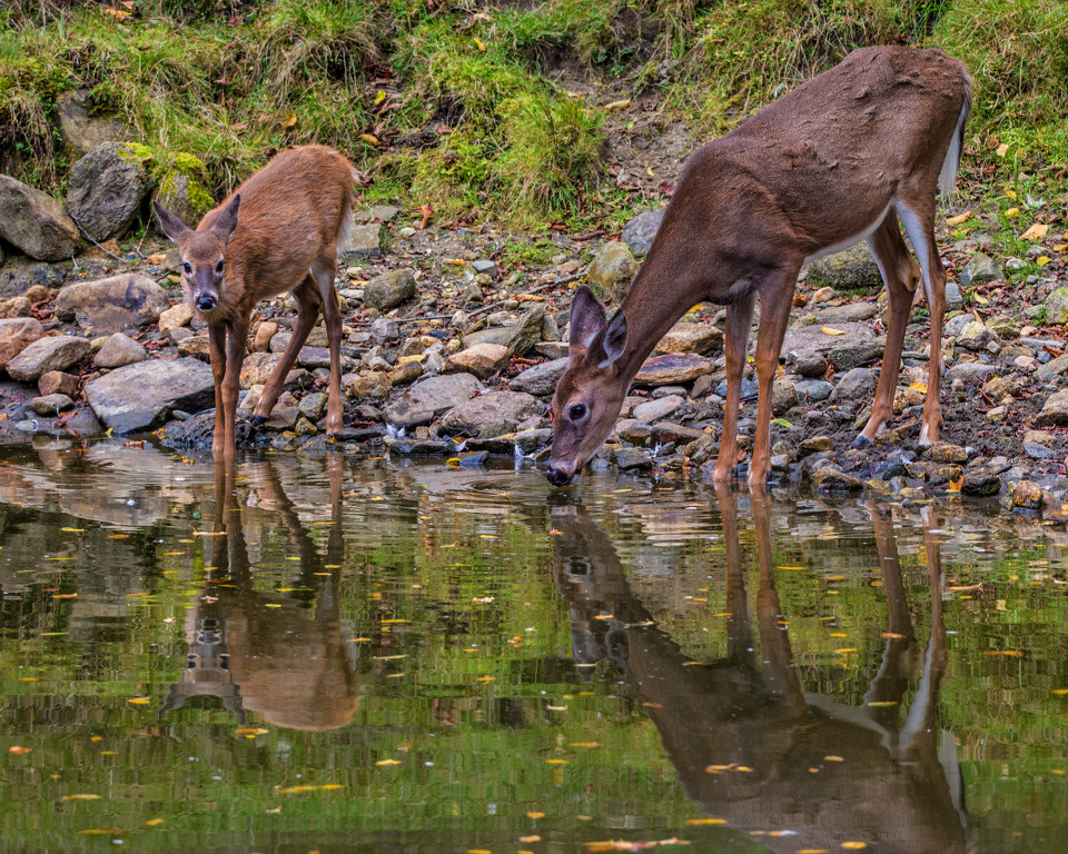 Doe and Fawn at Water's Edge by Susan Poirier