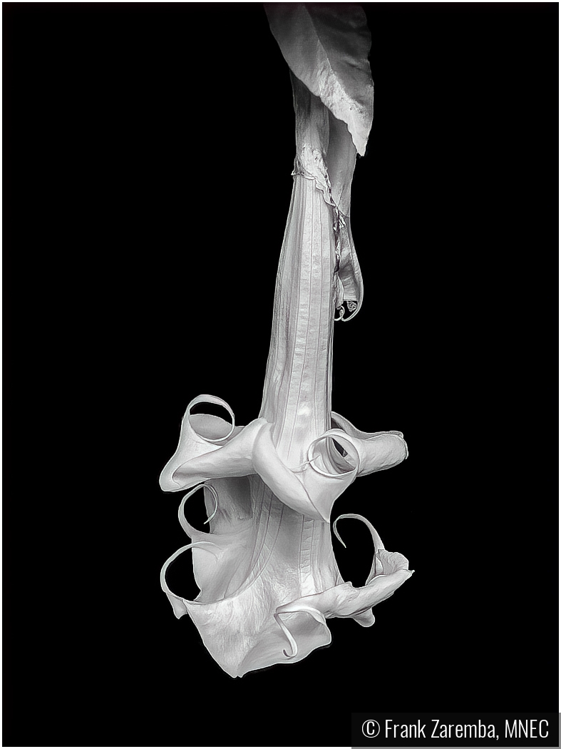 Double Trumpet Flower by Frank Zaremba, MNEC