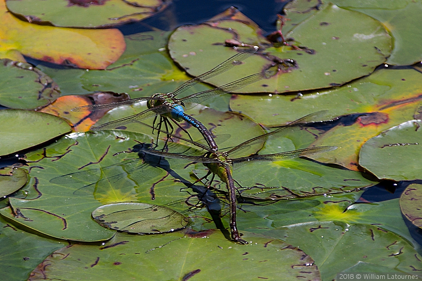 Dragonfly and Damselfly by William Latournes