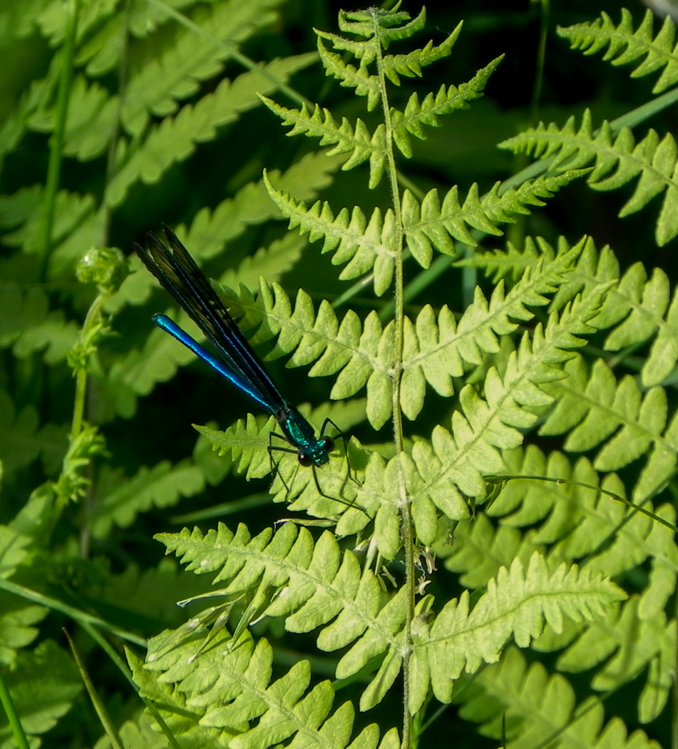 Dragonfly in a sea of green by Cheryl Picard