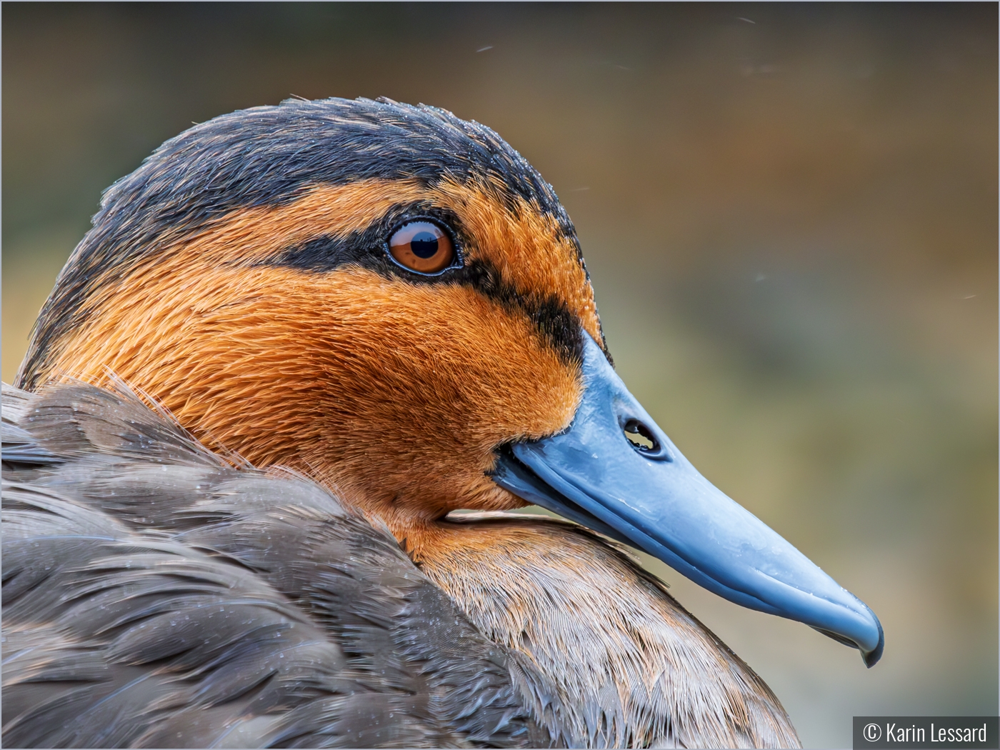Drizzle Duck by Karin Lessard