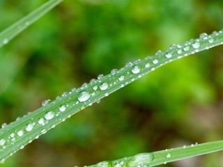 drops of dew by Gary Gianini