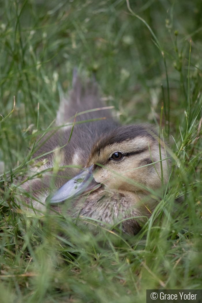 Duckling in Grass by Grace Yoder