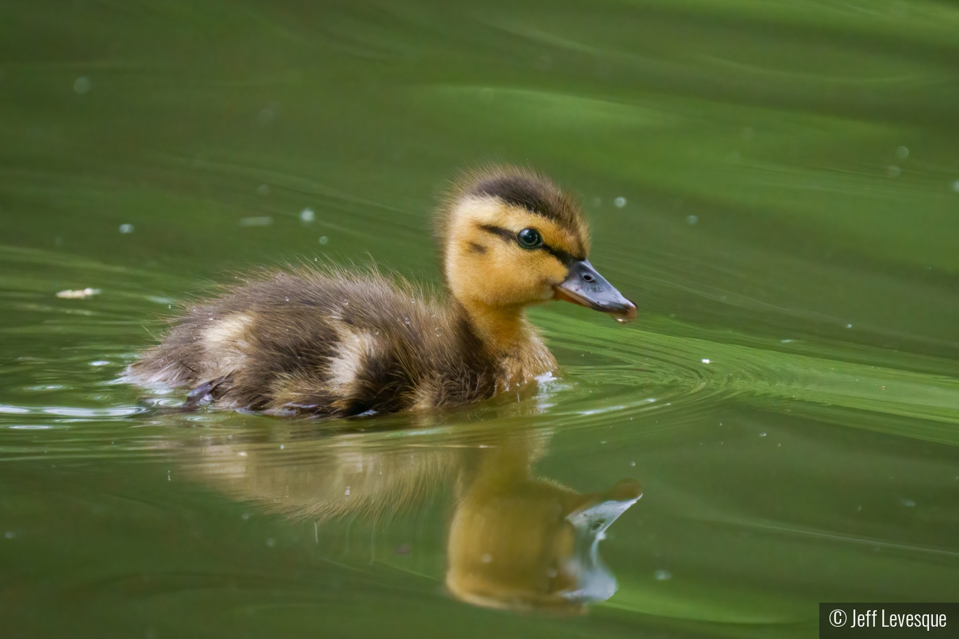 Duckling on the move by Jeff Levesque