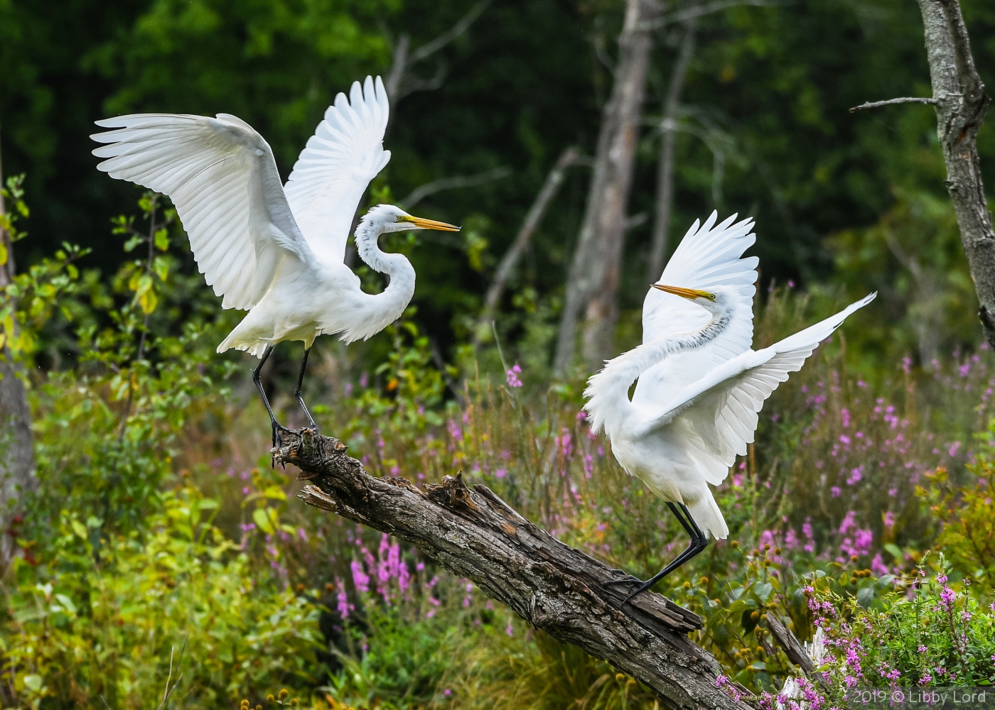Dueling Egrets by Libby Lord