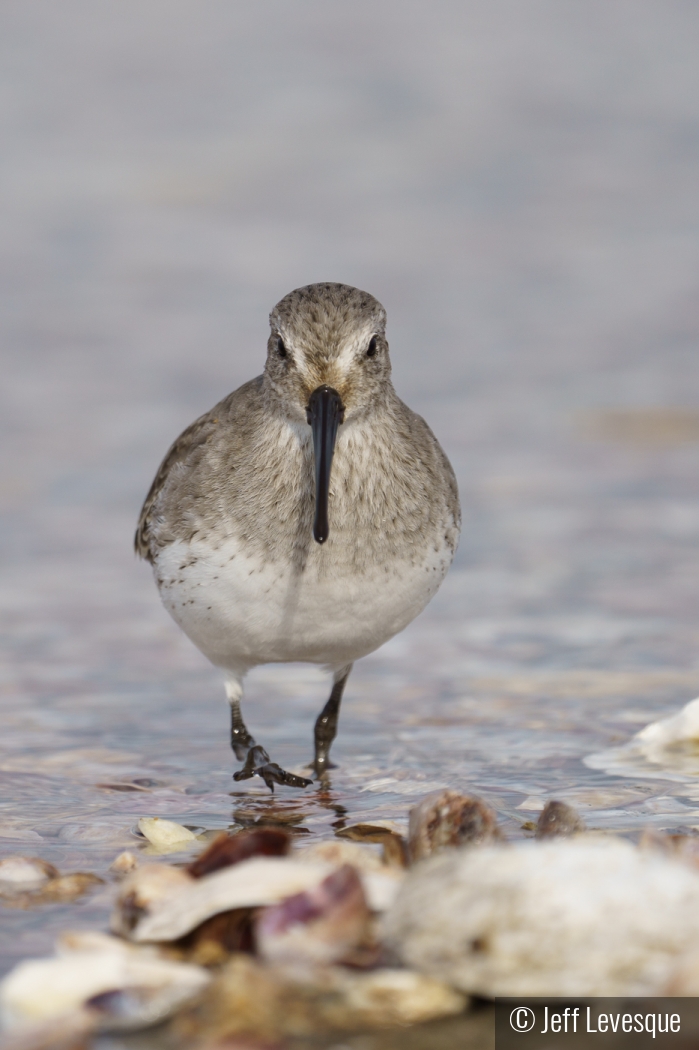 Dunlin on the move by Jeff Levesque