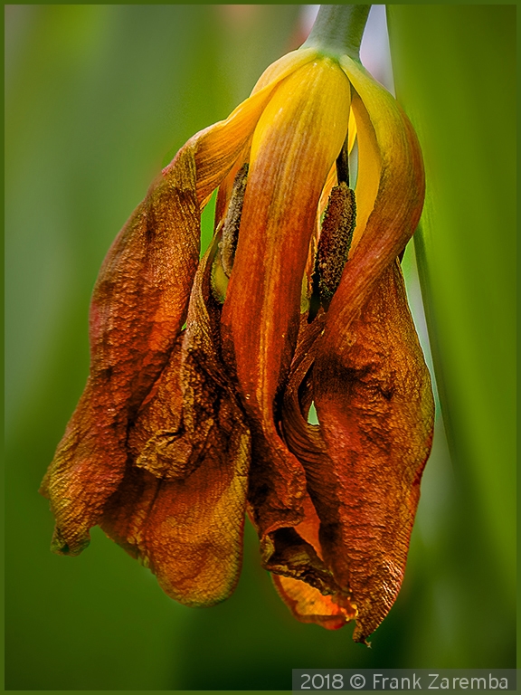 Dying Tulip by Frank Zaremba