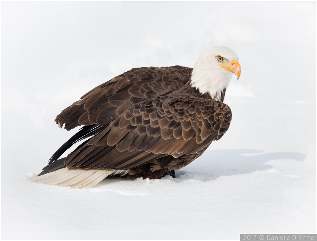 Eagle in the Snow by Danielle D'Ermo