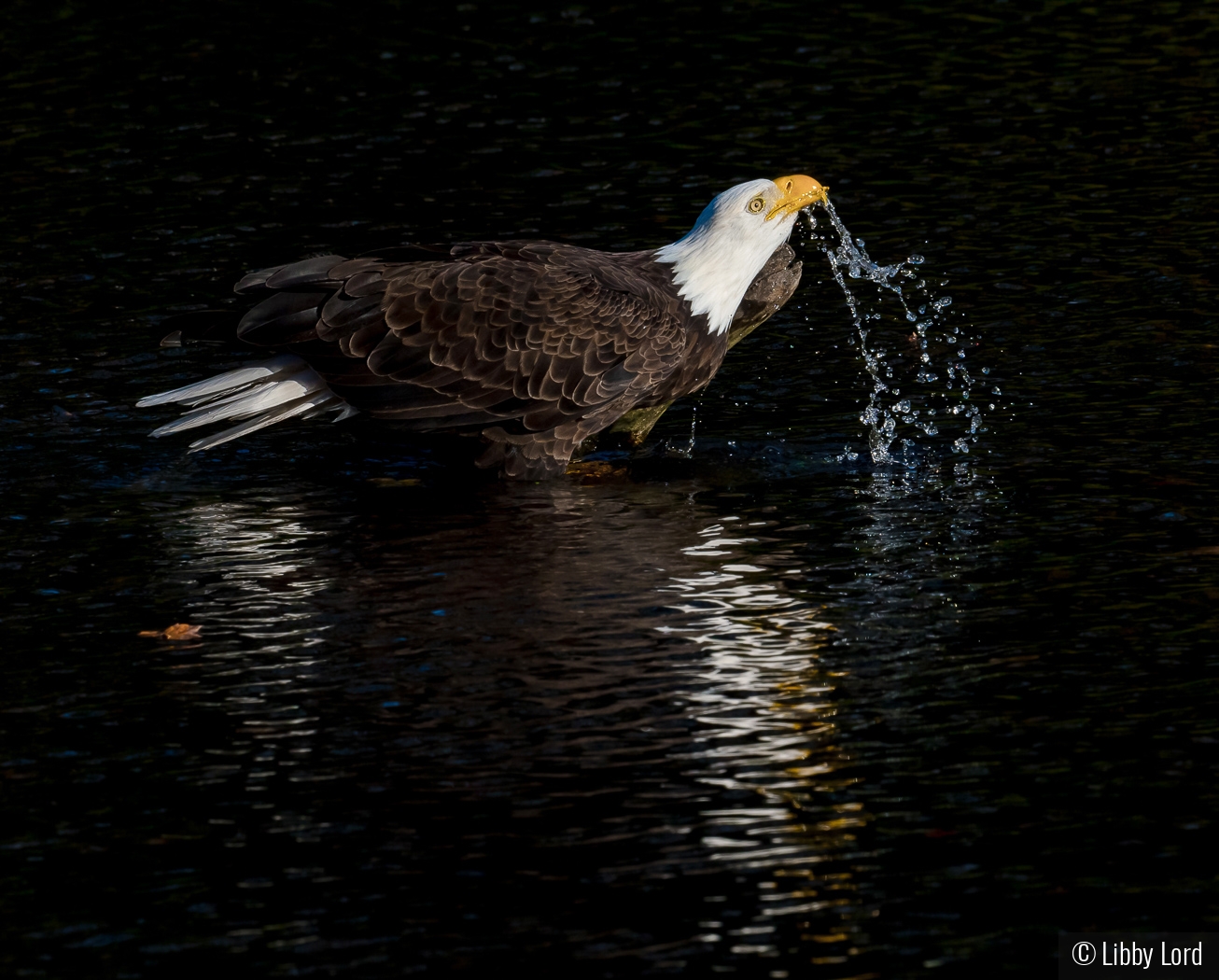 Eagle taking a drink and a bath by Libby Lord