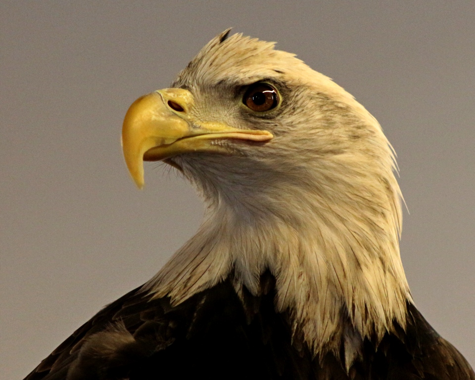 Eagle by William Latournes