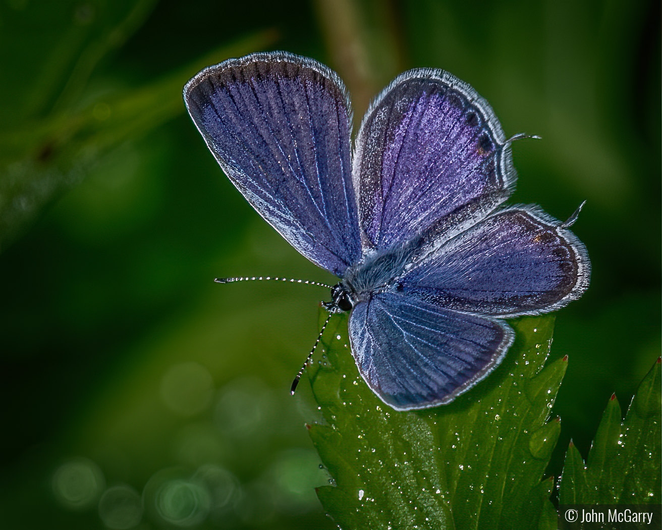 Eastern Tailed Blue Butterfly by John McGarry