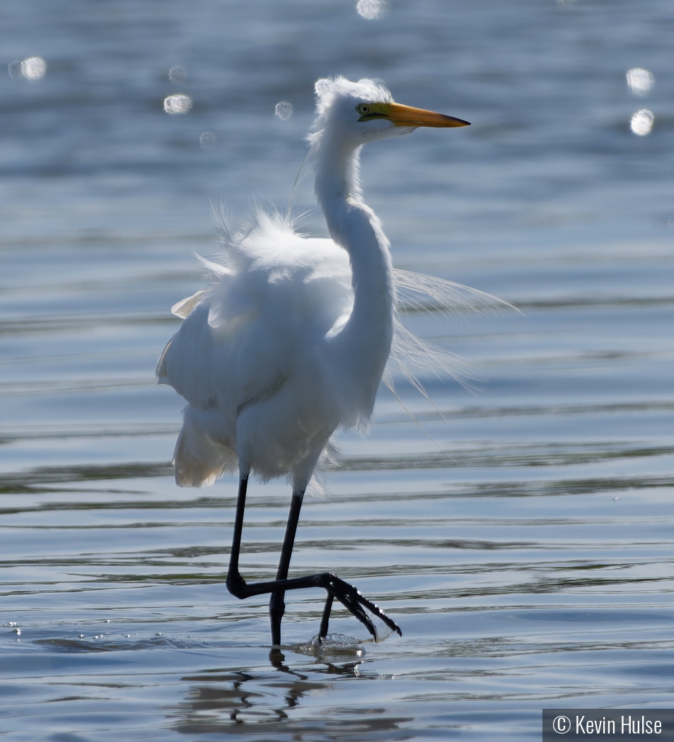Egret waiting on Low Tide by Kevin Hulse