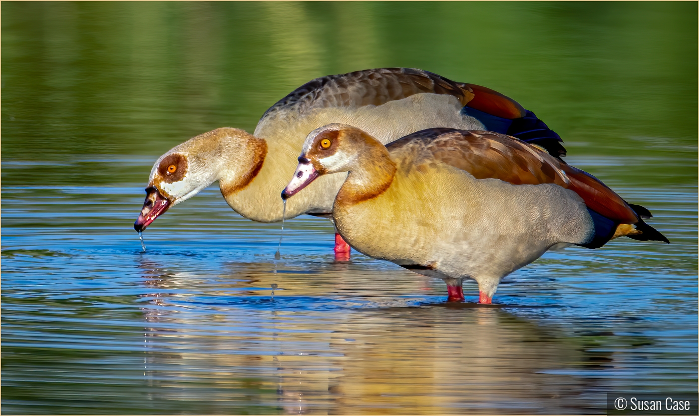 Egyptian Geese by Susan Case
