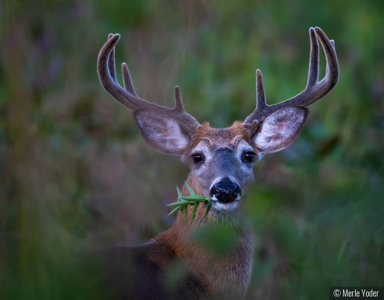 Eight point buck enjoying a snack by Merle Yoder