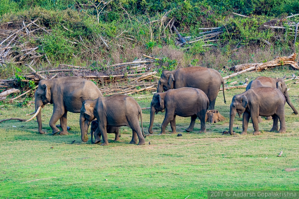 Elephant herd - Kabini forest, India by Aadarsh Gopalakrishna