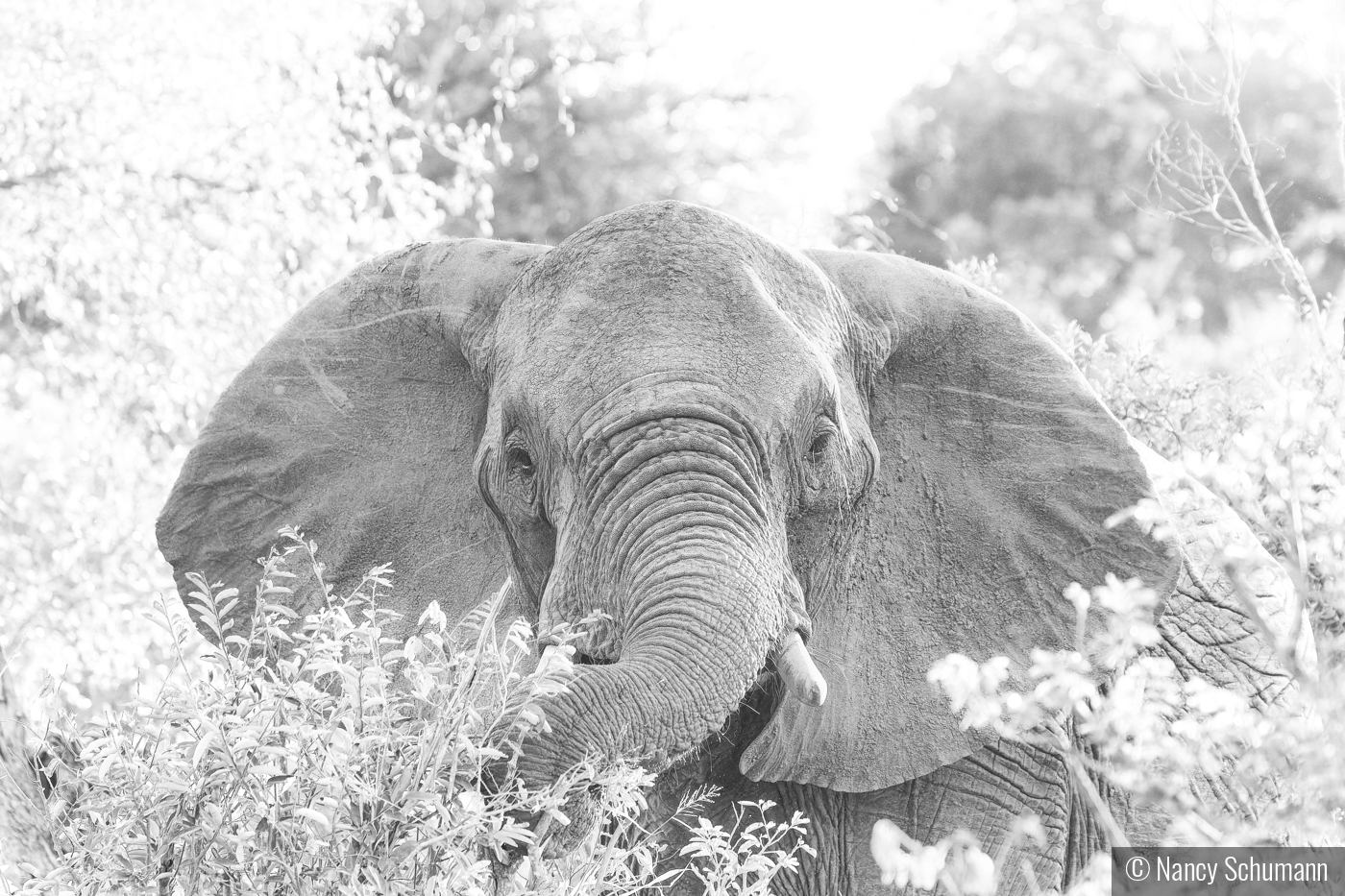 Elephant in high key by Nancy Schumann