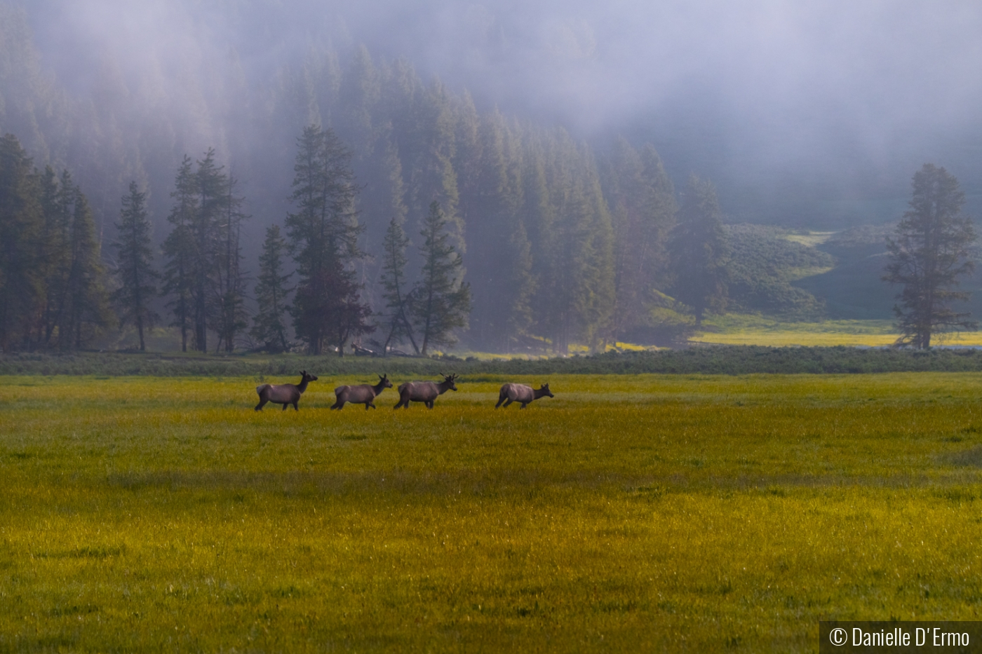 Elk in Meadow by Danielle D'Ermo