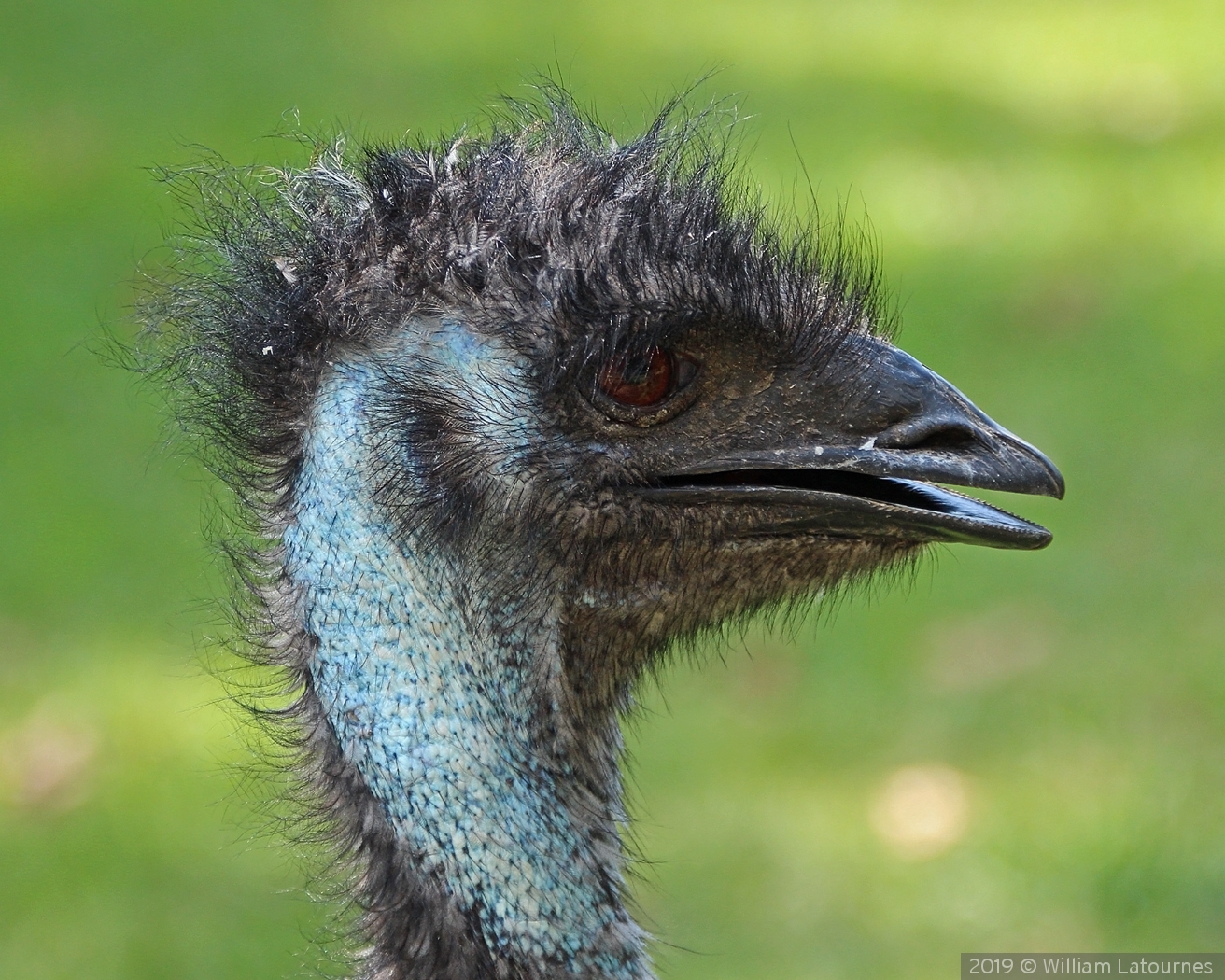 Emu by William Latournes