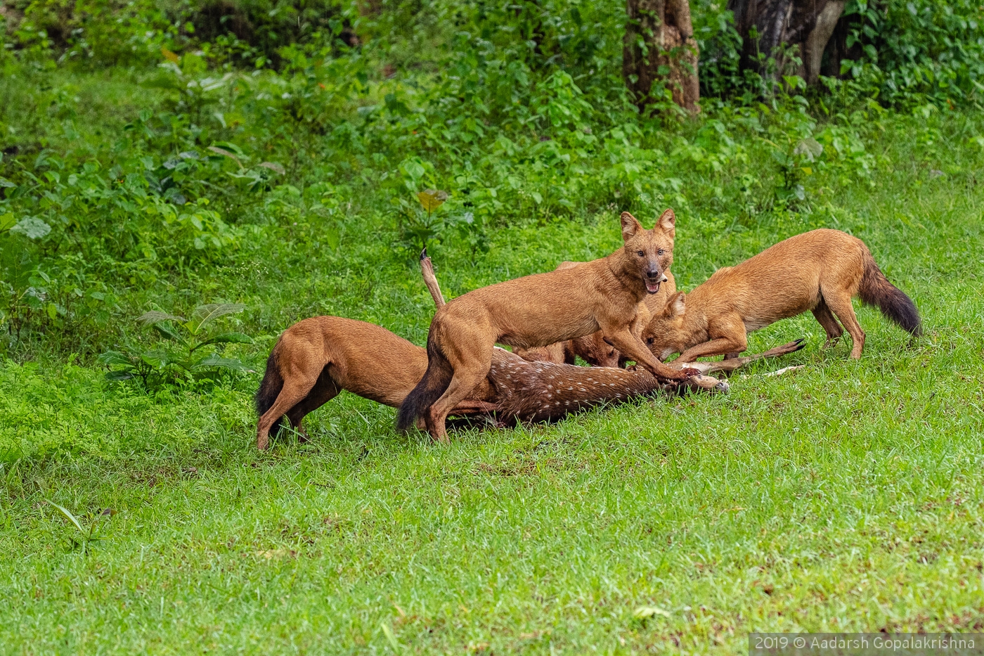 Endangered Asiatic wild dog pack with a Spotted Deer Kill by Aadarsh Gopalakrishna