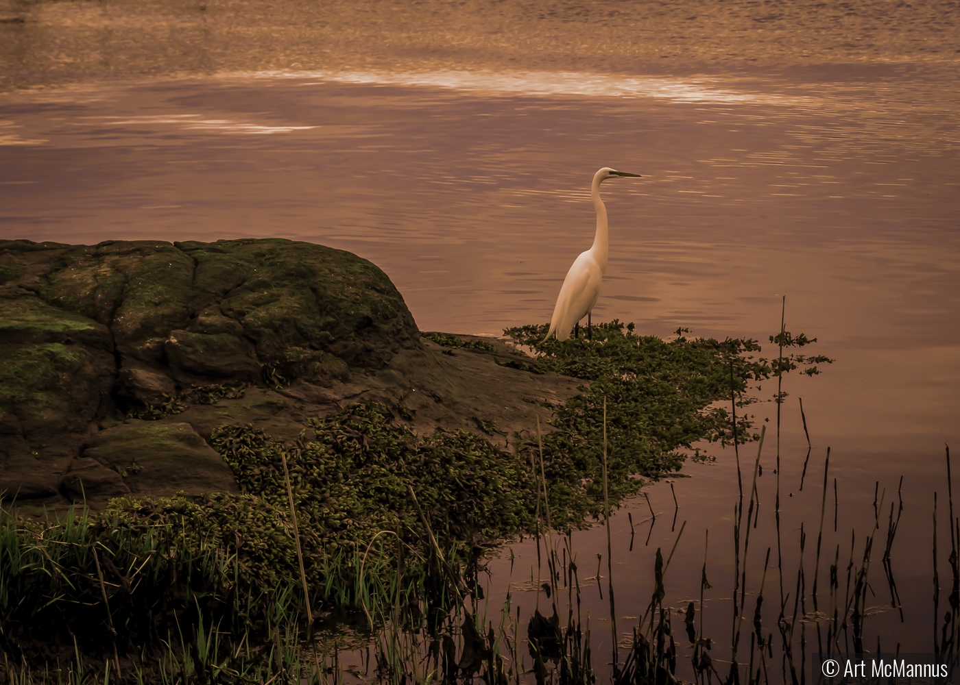 Evening Egret by Art McMannus