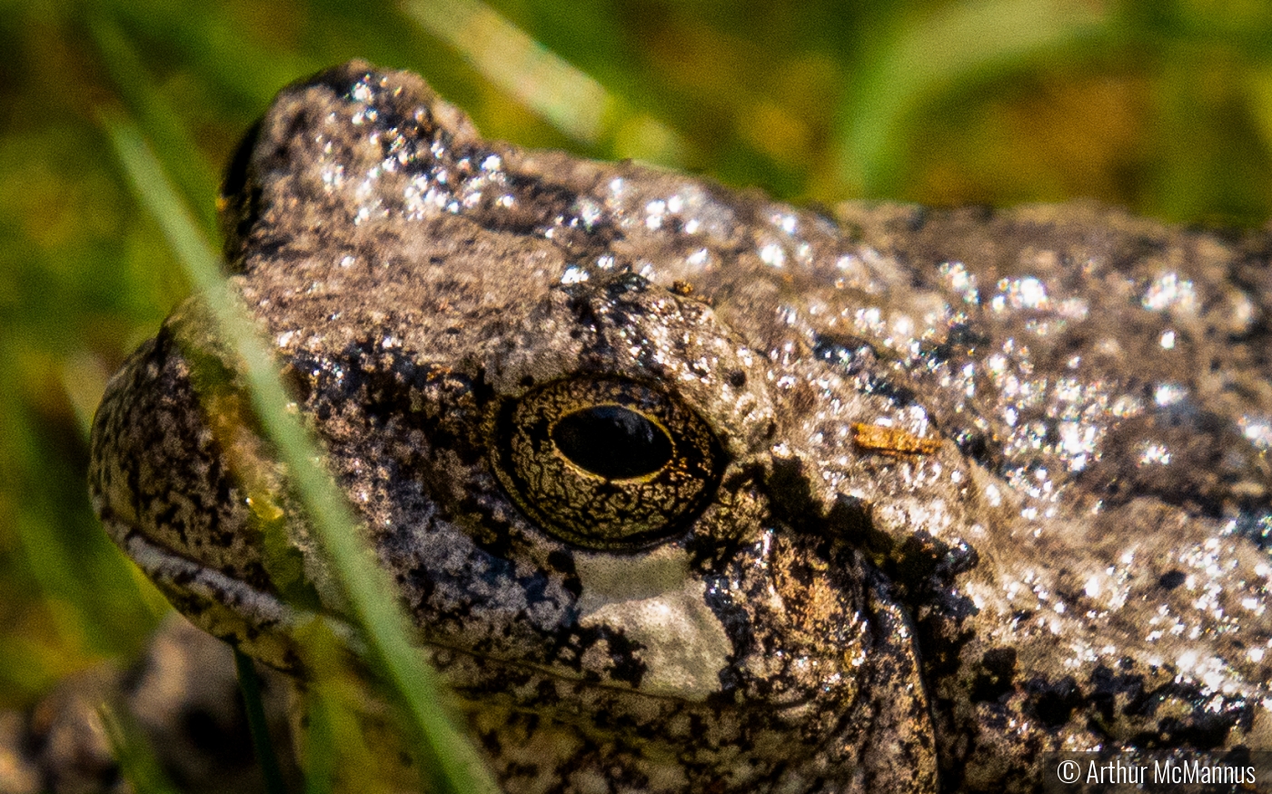 Eye of Toad? by Arthur McMannus
