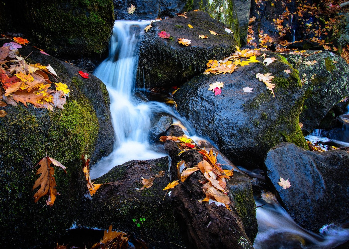 Fall in the Burlington Woods by Bill Payne