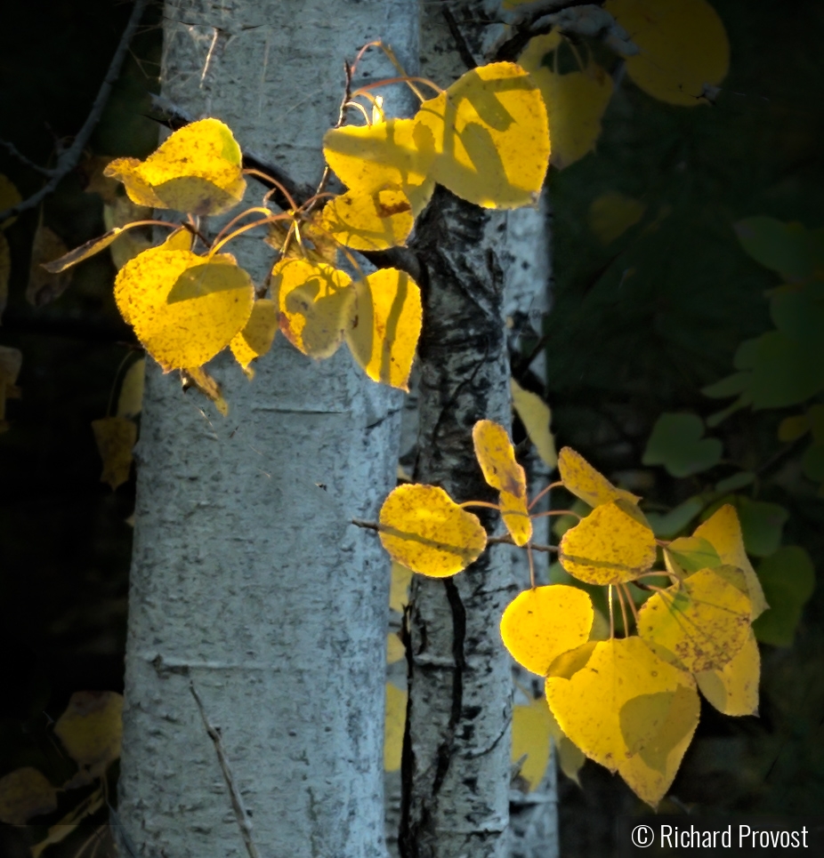 Fall leaves in sunlight by Richard Provost