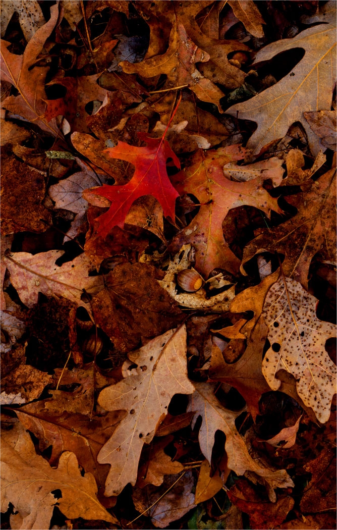 Fall Remnants by Alene Galin