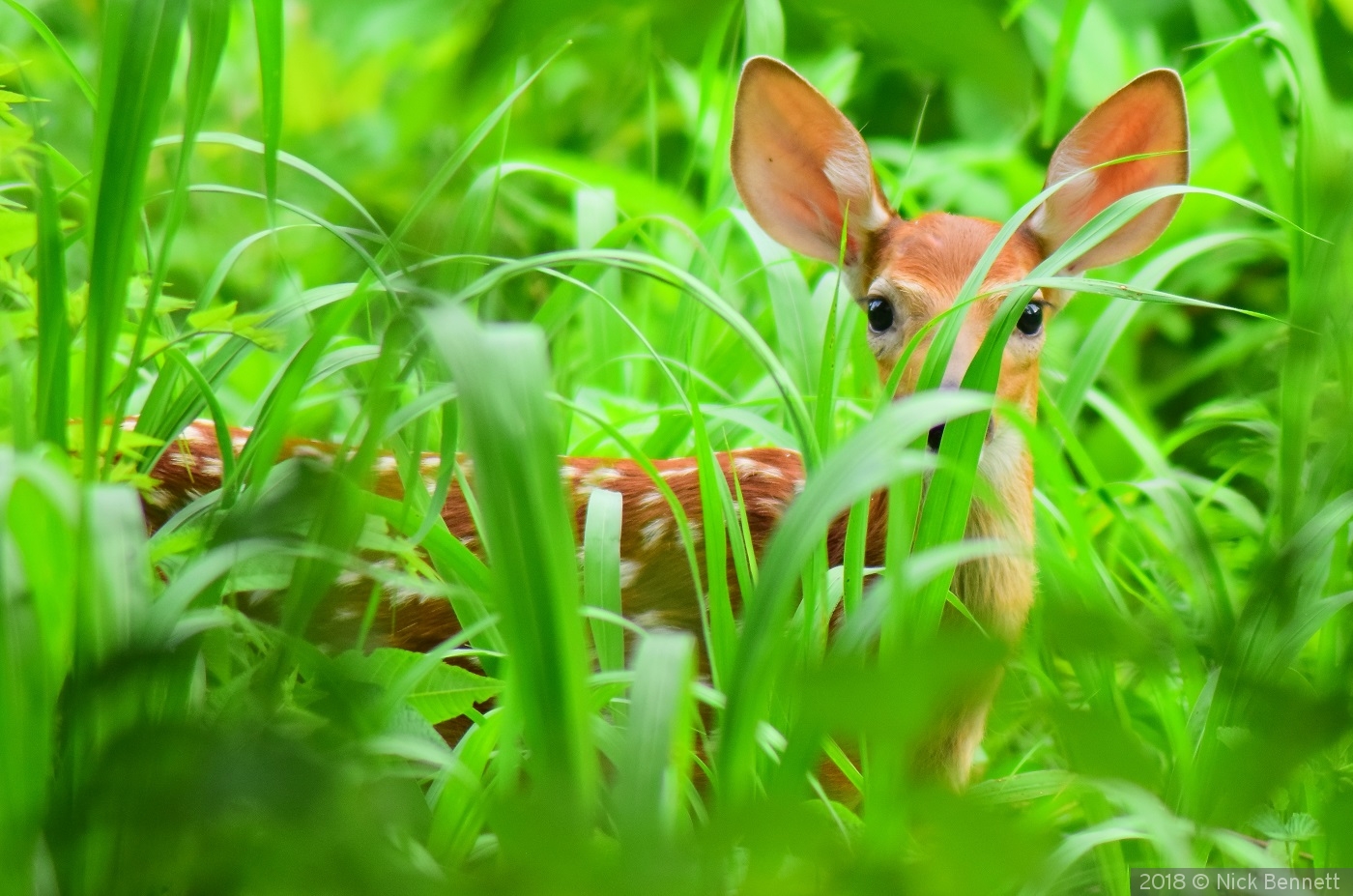 Fawn in the Grass by Nick Bennett