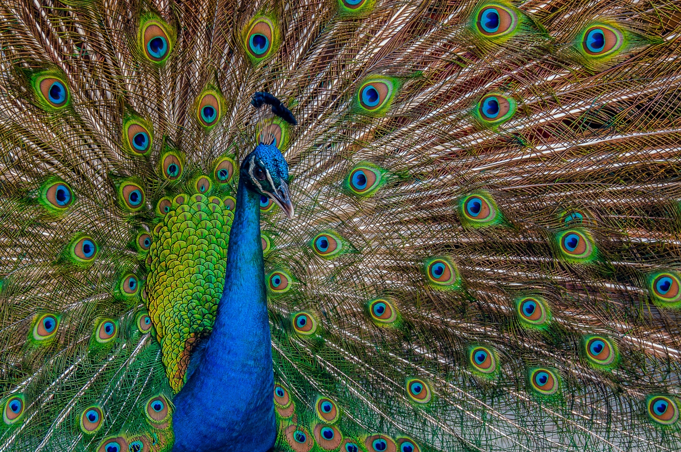Feathers... by Aadarsh Gopalakrishna