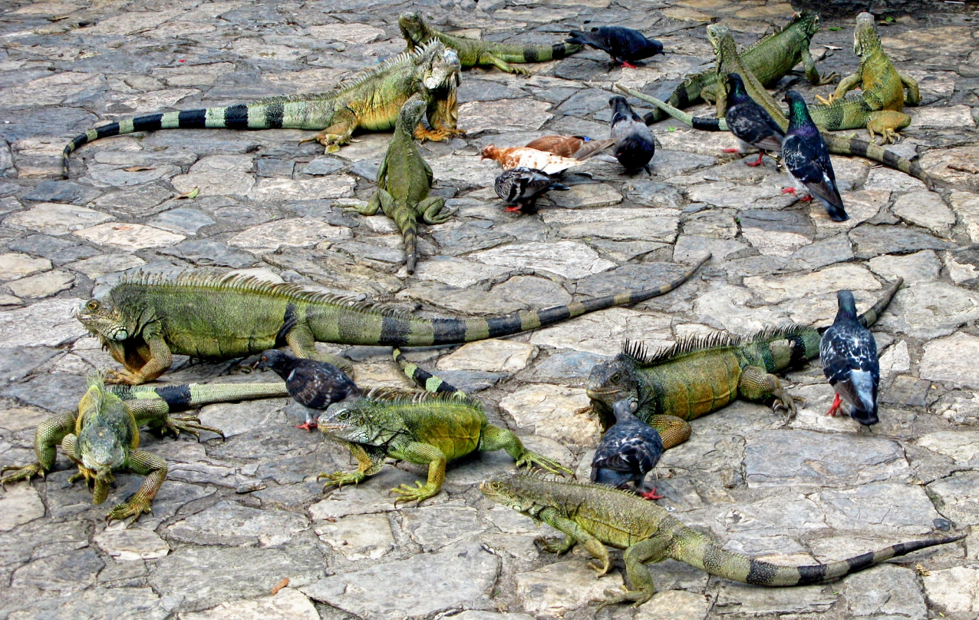 Feeding Pidgeons And Iguanas In Guayaquil, Ecuador by Louis Arthur Norton