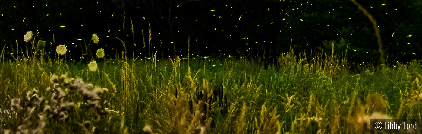 Field of Fireflies by Libby Lord