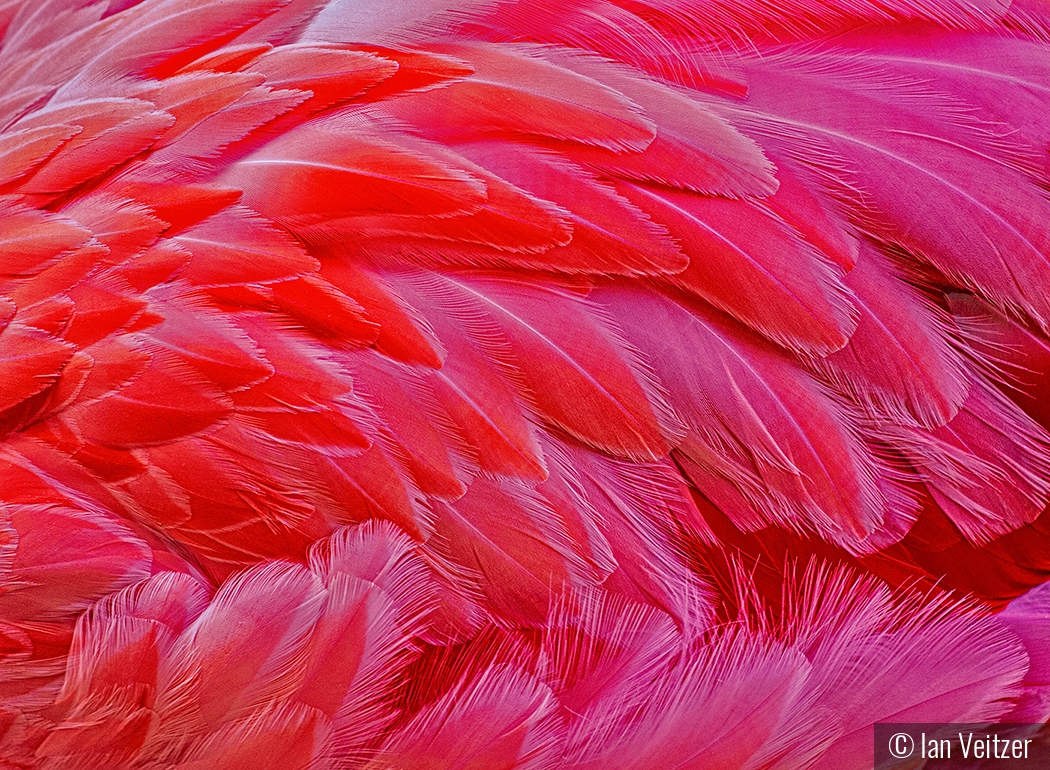 Flamingo Feathers by Ian Veitzer