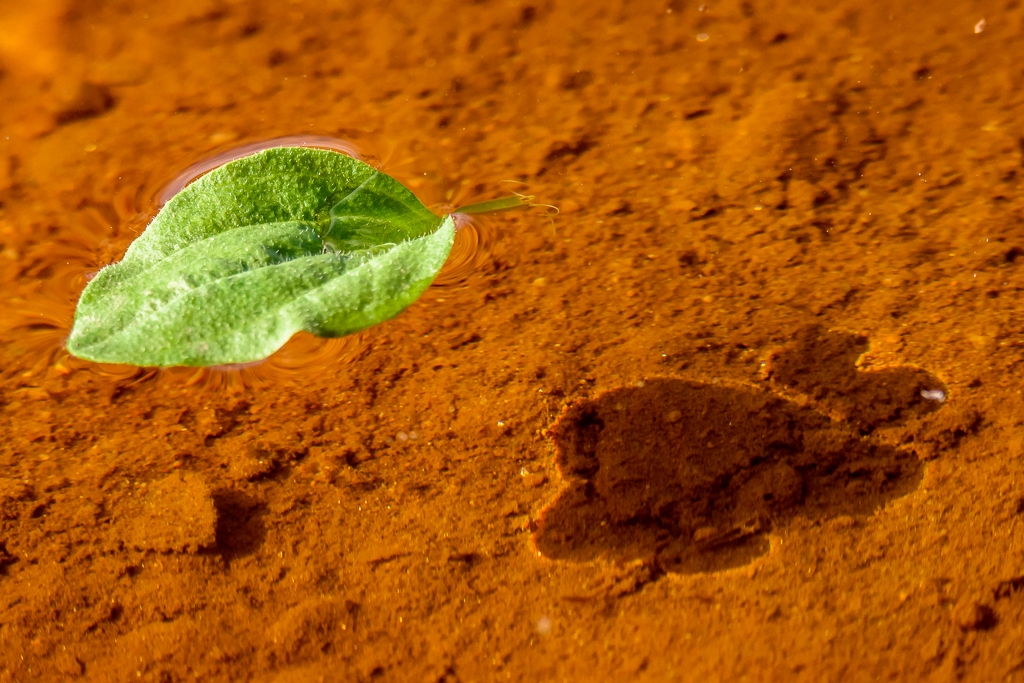 Floating Leaf on a puddle by Aadarsh Gopalakrishna