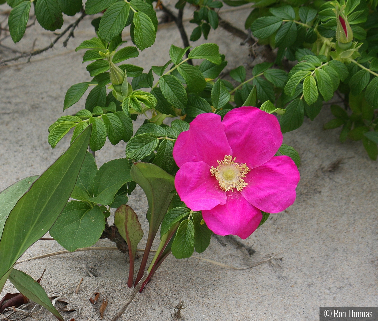 Flower on the beach by Ron Thomas