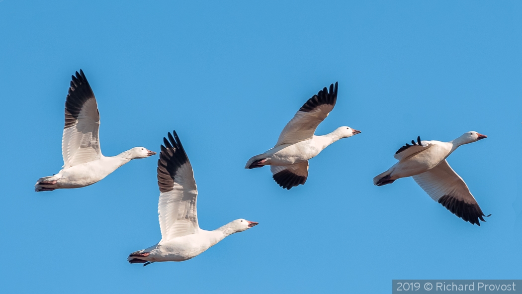 Flying in formation by Richard Provost