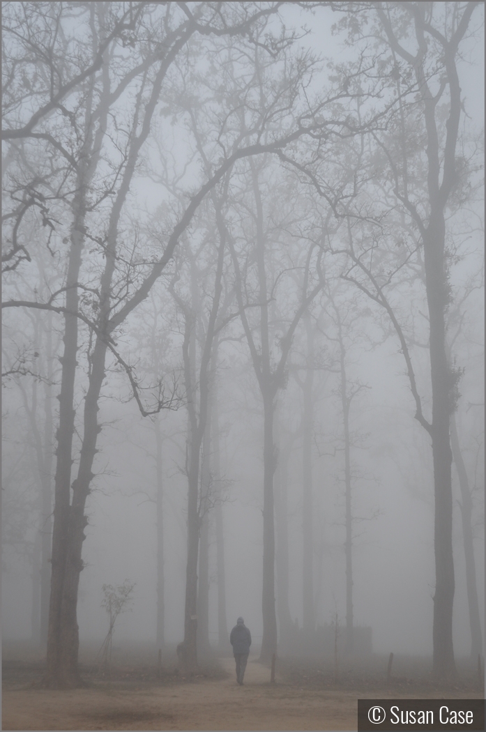 Fog by Susan Case